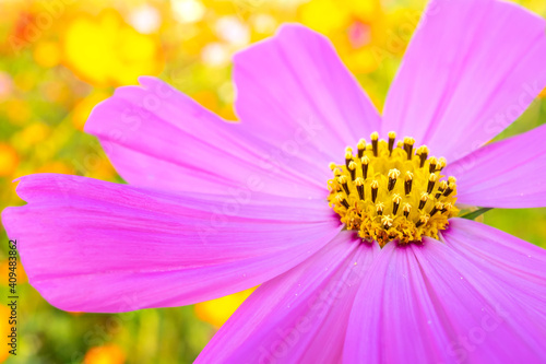 Pink cosmos flowers