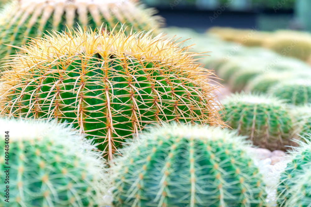 Cactus in the garden Cactus in the garden