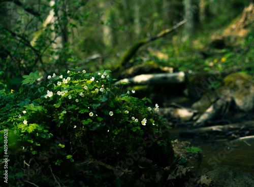 Beautiful wood sorrel flowers blooming on a forest ground. White oxalis flowers in spring. Wood sorrel in natural habitat in Northern Europe.