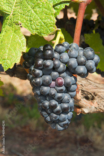 Bouza wineries, Tannat grapes, Montevideo, Uruguay, South America