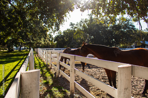 Fantastic shot of two horses in a fenced field in a sunny da photo