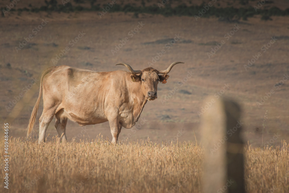 Fototapeta premium Morucha cattle in a field covered in the grass in Spanish Dehesa, Salamanca, Spain