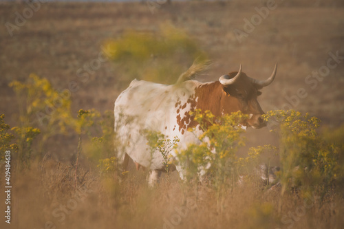 Closeup of a pineywoods cattle in the Spanish Dehesa under the sunlight in Salamanca, Spain photo