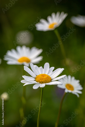 Daisies in the Countryside