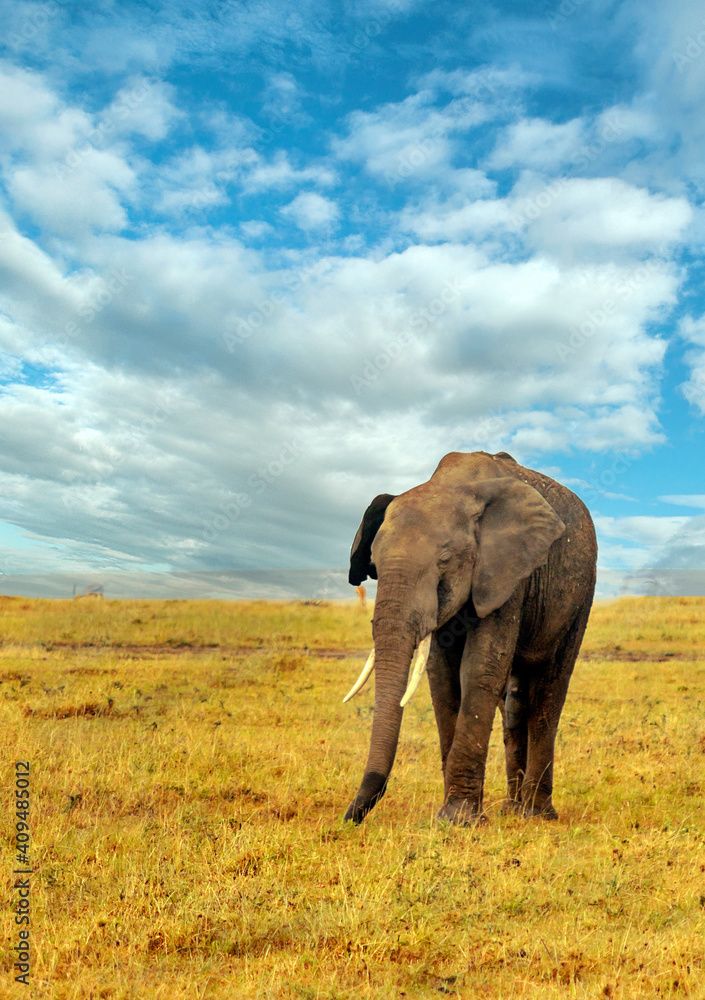 Obraz premium Kenyan elephant