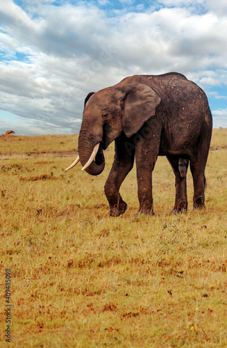 Kenyan elephant