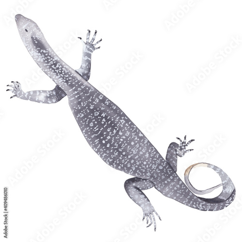 Watercolor australian animals clipart Hand painted hand drawn wild animal:  goanna Cute animal Kids illustration realism semirealism Greeting card invitation baby shower Wild life exotic animal 