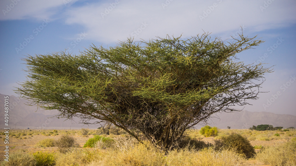 Acacia Tortilis tree in the desert Acacia Tortilis tree in the desert