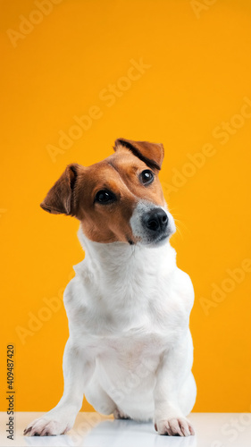 Dog Jack Russell Terrier is standing on table with his front paws. Dog blogger looks at camera on yellow background. Pets. Copy space. Vertical picture for stories and social network. Copy space