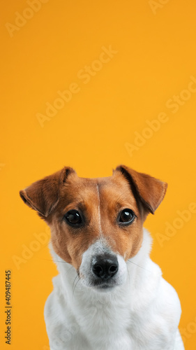 Dog Jack Russell Terrier is standing on table with his front paws. Dog blogger looks at camera on yellow background. Pets. Copy space. Vertical picture for stories and social network. Copy space