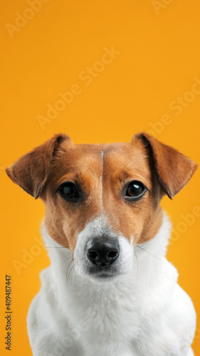 Dog Jack Russell Terrier is standing on table with his front paws. Dog blogger looks at camera on yellow background. Pets. Copy space. Vertical picture for stories and social network. Copy space © marina_larina