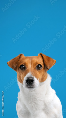 Portrait of dog breed Jack Russell Terrier turns his head and looks up at place advertisement copy space, sitting. Dog blogger looks at camera on blue background. Pets. Vertical video for stories © marina_larina