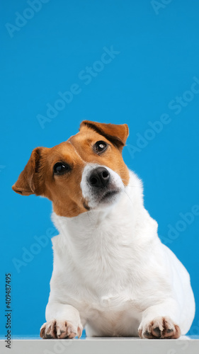 Portrait of dog breed Jack Russell Terrier turns his head and looks up at place advertisement copy space, sitting. Dog blogger looks at camera on blue background. Pets. Vertical video for stories © marina_larina