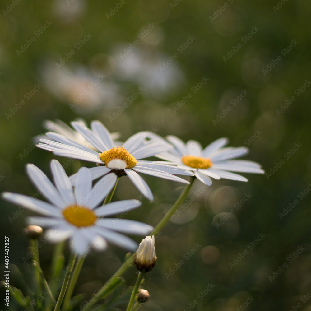 Flores Flores
