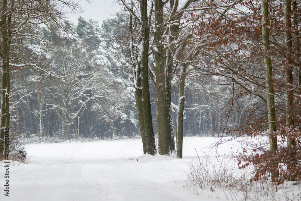 winter in lower saxony, Dannenbuettel, Germany winter in lower saxony, Dannenbuettel, Germany