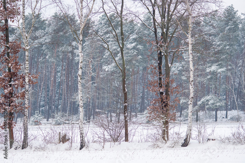 winter in lower saxony, Dannenbuettel, Germany © Johann