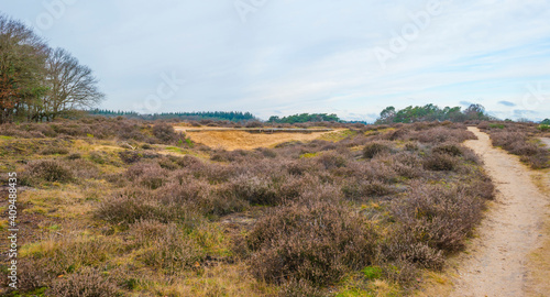 Heather and trees in heathland Tafelbergheide in cloudy sunlight in winter