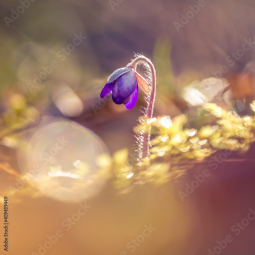 Beautiful blue anemone flower on the spring forest ground. SHallow depth of field, large negative space.