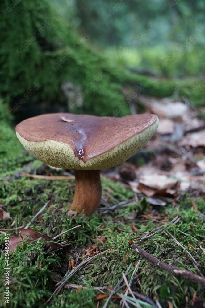 Fototapeta premium this mushroom now works as a watering can