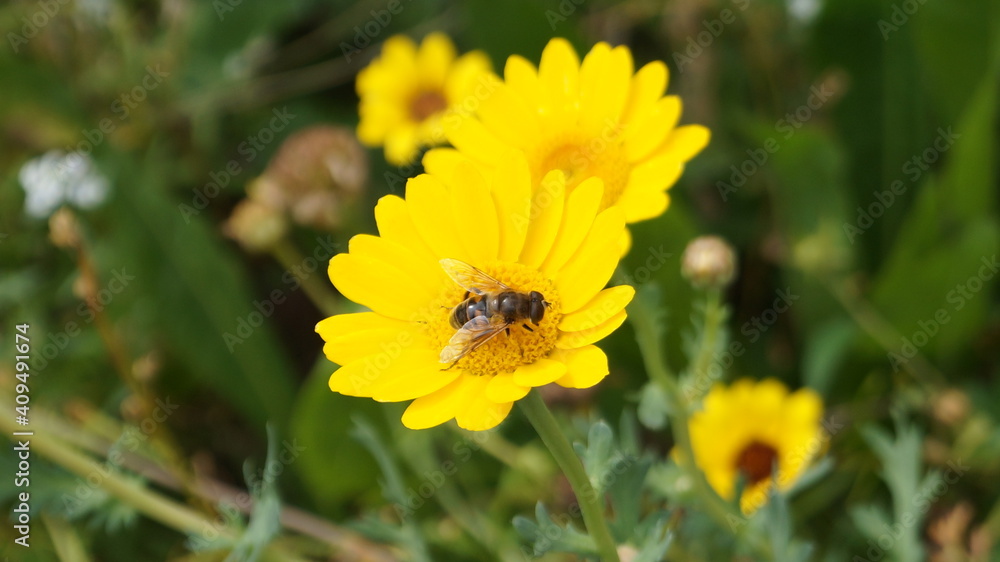 The brake is still sitting on the flower The brake is still sitting on the flower