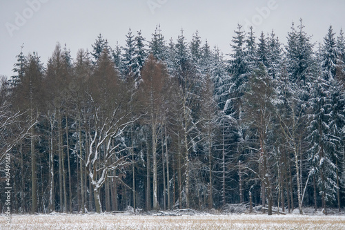 winter in lower saxony, Dannenbuettel, Germany