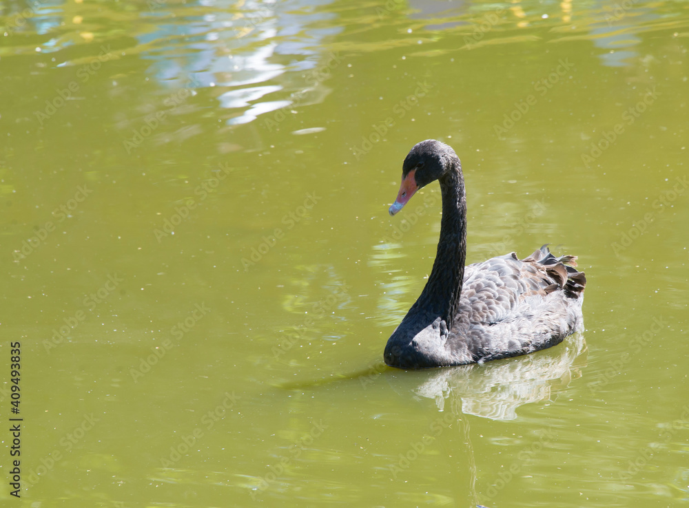 Obraz premium Black swan