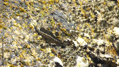 Rockskippers on the rock at the beach photo