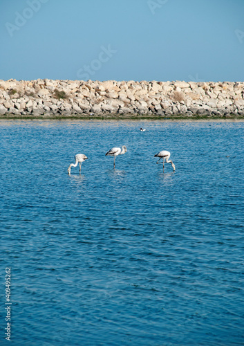 Flamingos at the Mediterranean Sea in Tunisia. Three flamingos in the distance.