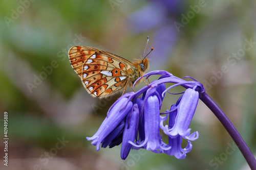 A Pearl-bordered Fritillary resting on a Bluebell flower.