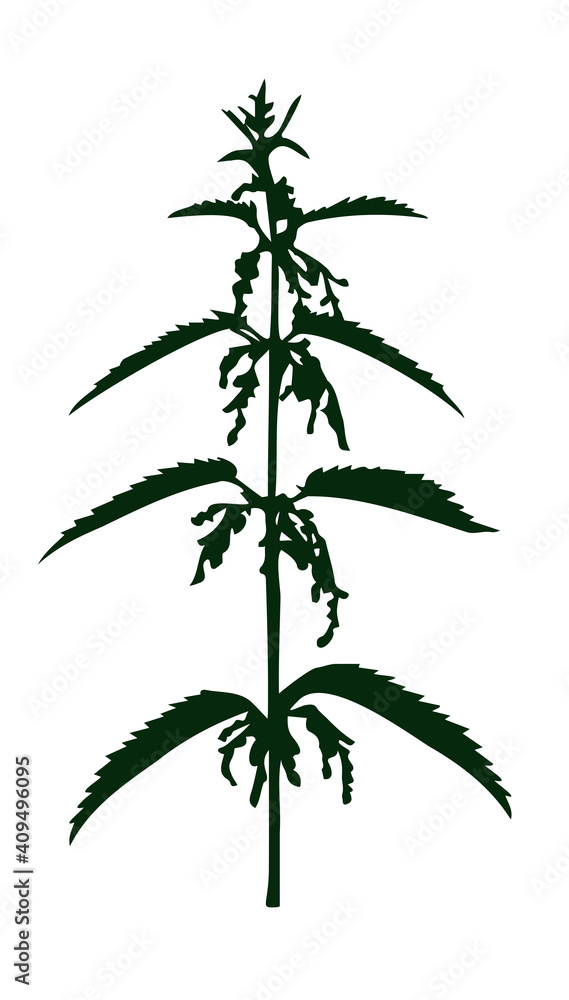 Silhouette of a medical nettle plant in bloom
