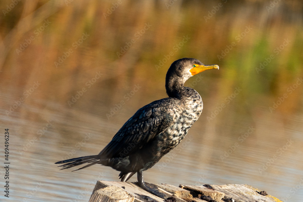 Obraz premium cormorant