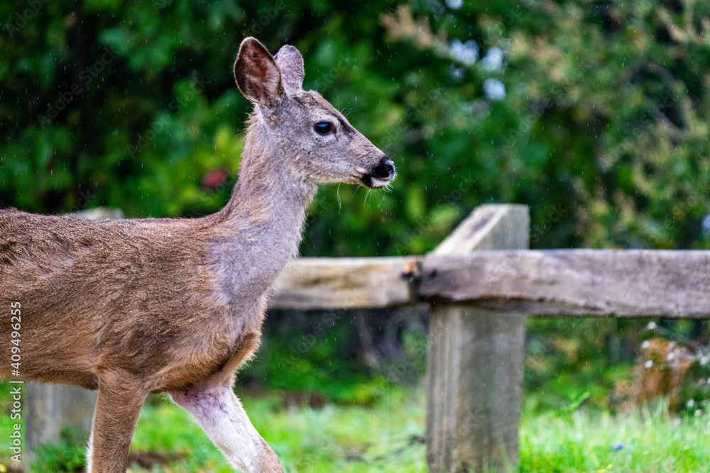 deer in the woods deer in the woods