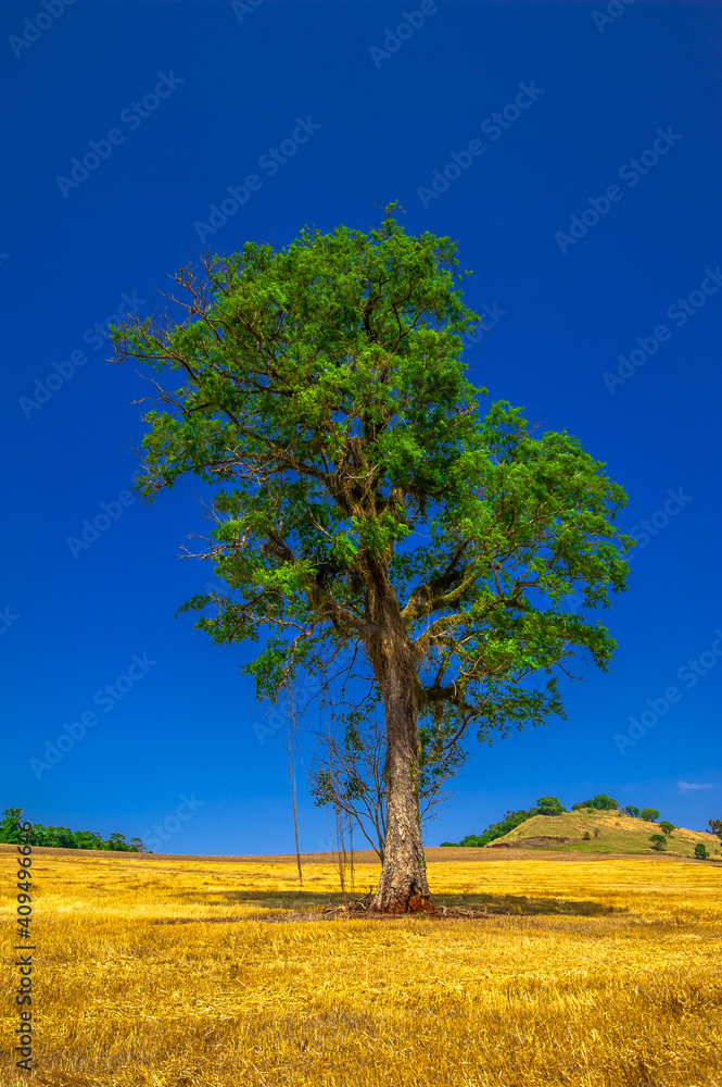 tree. preservation of nature and environment tree. preservation of nature and environment