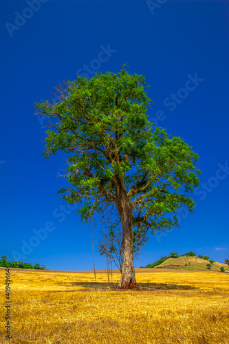 tree. preservation of nature and environment