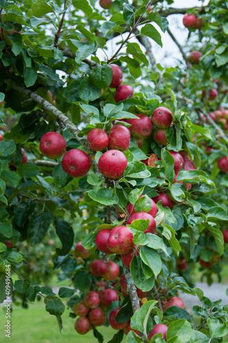  Lovely red apples on a tree