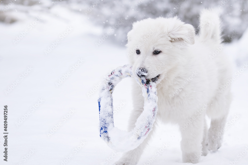 white swiss shepherd dog in snow white swiss shepherd dog in snow