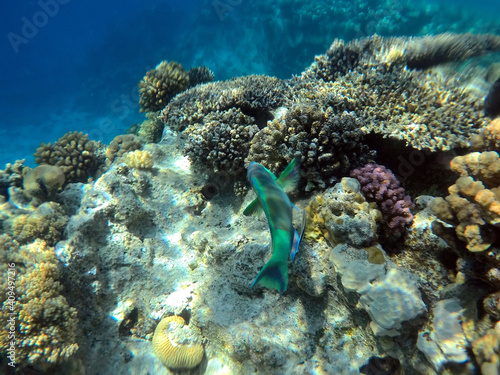 Fototapeta Naklejka Na Ścianę i Meble -  Tropical coral reef. Ecosystem and environment. Egypt. Near Sharm El Sheikh