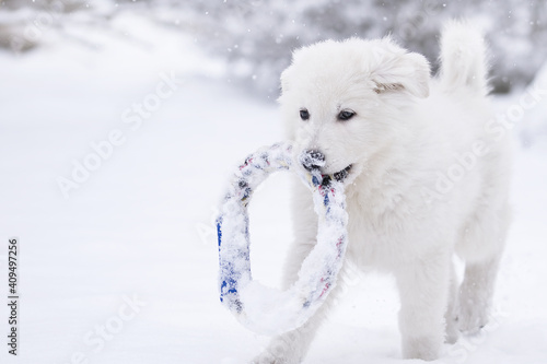 white swiss shepherd dog in snow