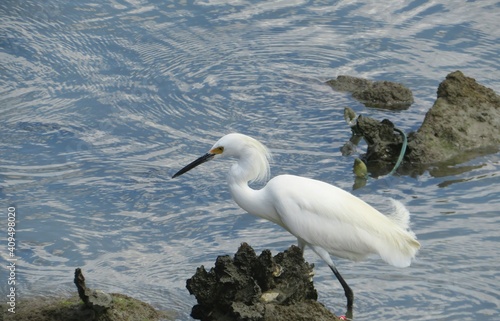 Fotografie Beautiful white snowy heron by the Florida river