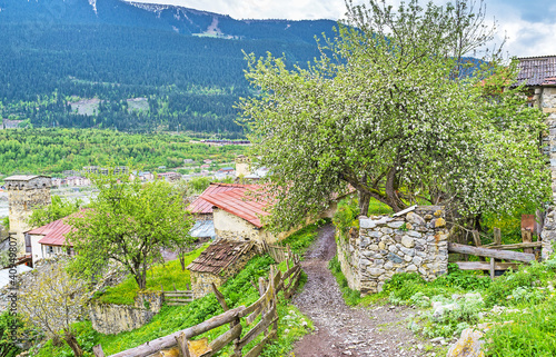 The bloomin tree in Laghami village, Georgia photo