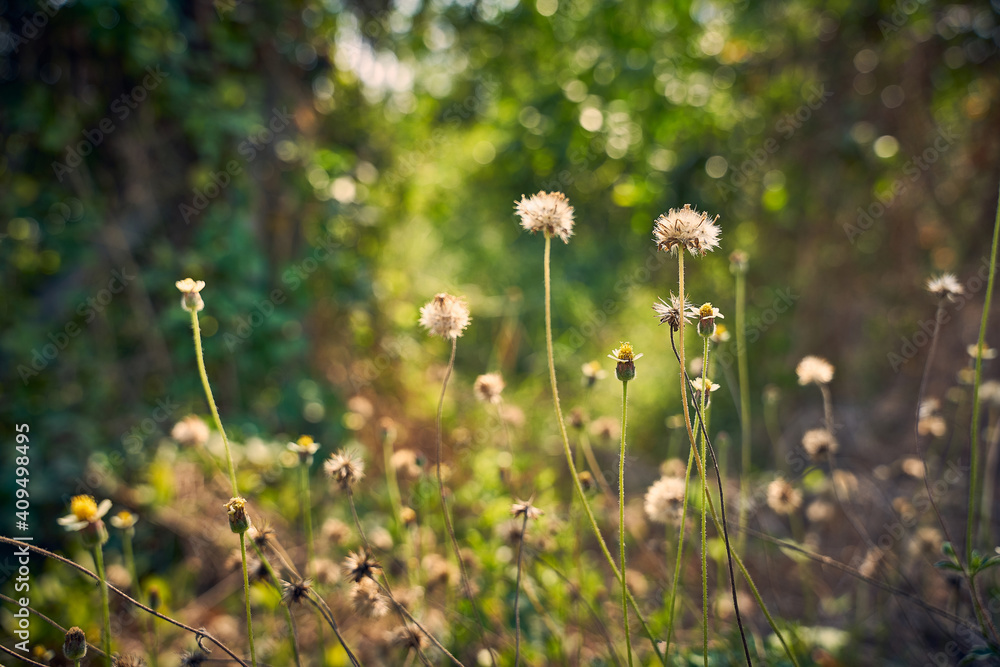 little white flower or daisy flower on green grass blur bokeh background              