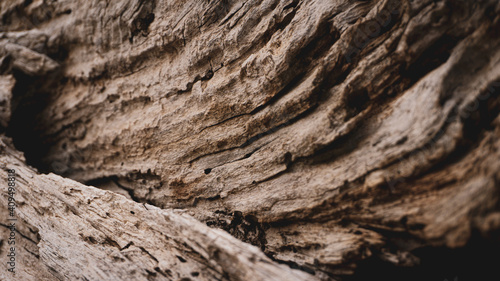 bark of tree