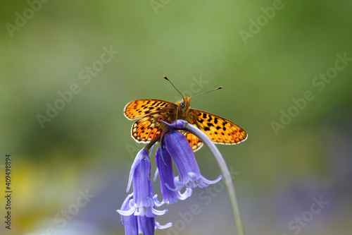 A Pearl-bordered Fritillary basking on a Bluebell flower.