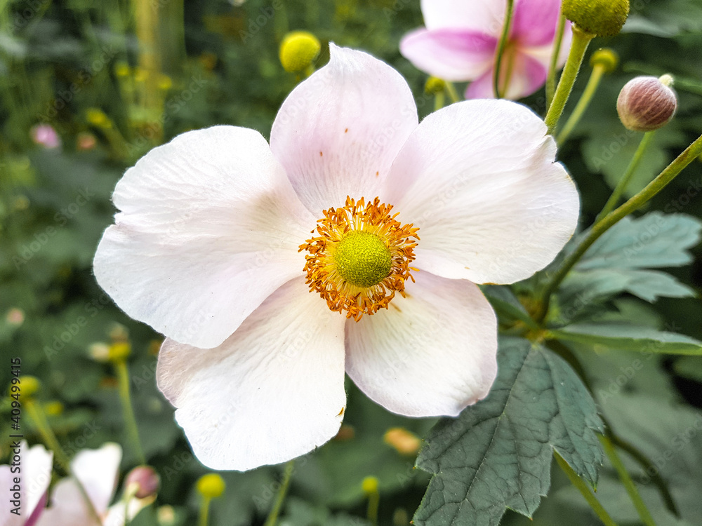 thimbleweed also windflower (in german Herbst-Anemone) Anemone hupehensis thimbleweed also windflower (in german Herbst-Anemone) Anemone hupehensis