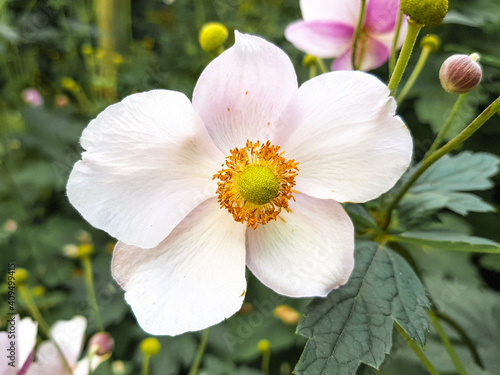 thimbleweed also windflower (in german Herbst-Anemone) Anemone hupehensis