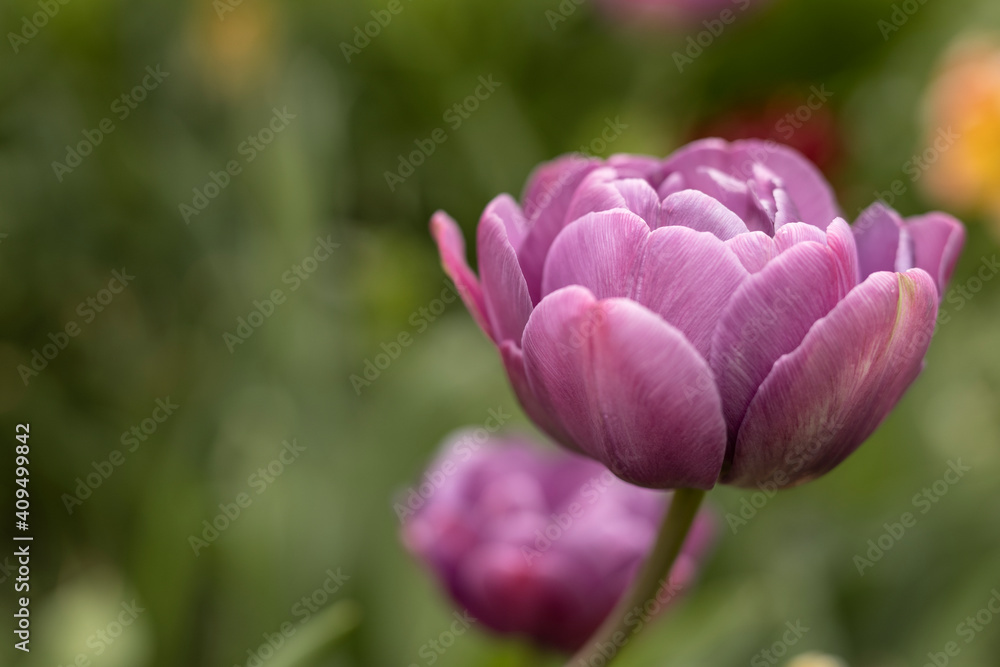 Purple tulips. The variety is peony. Many petals. Spring flowers. Gift for mom. Background, postcard. Double Early tulips.