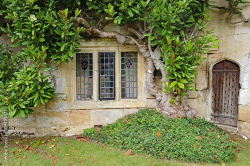 An old leaded window with a concrete frame under a large green shrub in an old English country house