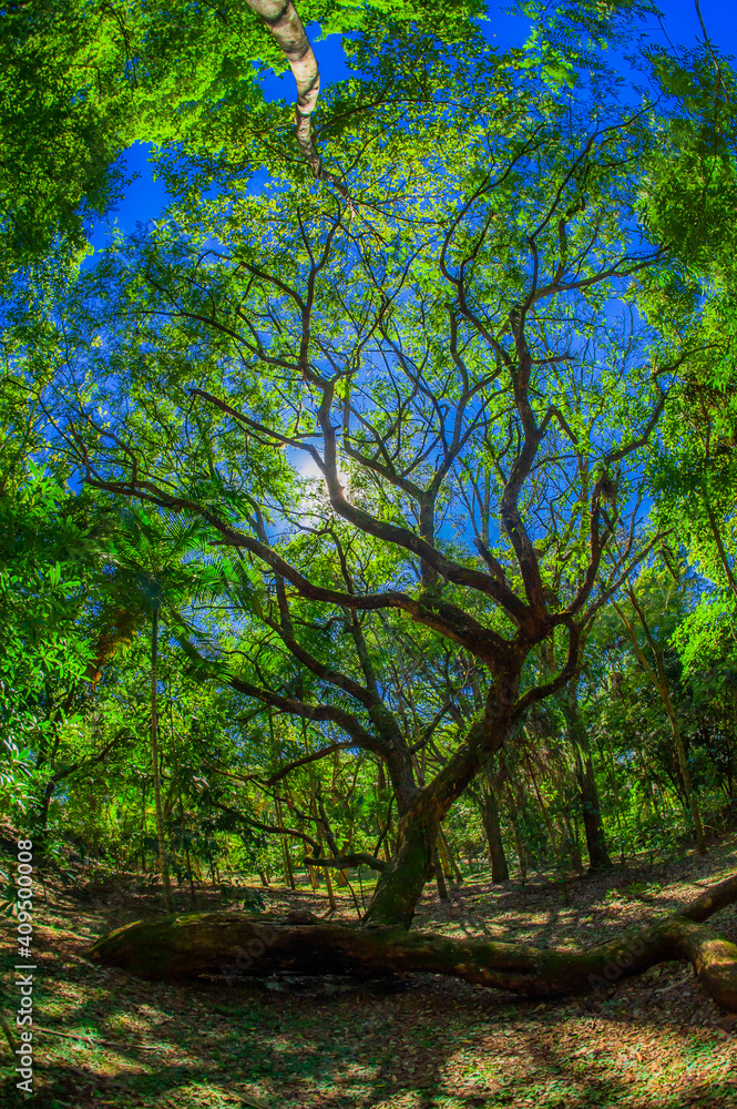 tree. preservation of nature and environment tree. preservation of nature and environment