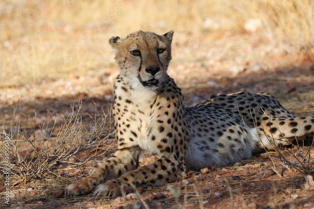 Cheetah in the savanne - Namibia, Africa Cheetah in the savanne - Namibia, Africa