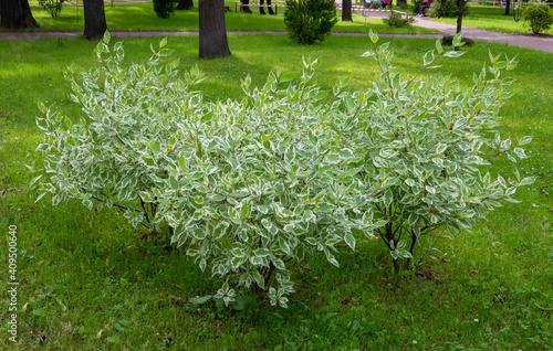 Ornamental shrub of the White Derena Elegantissima or Cornus alba. Soft and selective focus. Delicate natural colors photo